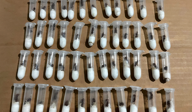 La Profepa frustró el envío de 105 hormigas reina desde Jalisco hacia Laos. Estaban ocultas en tubos de ensayo dentro de juguetes. Conoce los detalles.