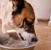 Mascotas en Torreón tomando agua