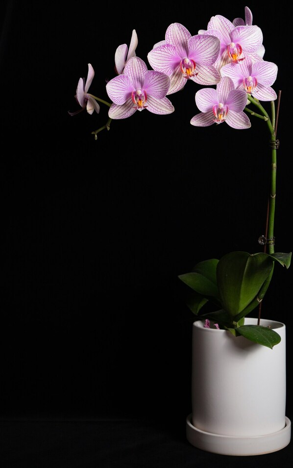Las plantas, a pesar de ser un adorno que les da belleza a los espacios y mejora la calidad