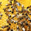 Gobierno de Guadalajara mantiene rescate y reubicación de abejas con Unidad Apícola