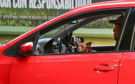 Perro asoma la cabeza desde un auto.