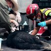 Elementos de Protección Civil de Monterrey atendiendo a oso atropellado.