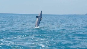 un delfin saltando en las aguas del golfo de méxico en costa esmeralda veracruz