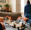 La vida de nuestros amigos felinos es un misterio; lo que hagan o piensen cuando no estamos se vuelve una interrogante constante.