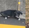 El noble gesto de Sabino De La Rosa, un chofer que detuvo su camión para salvar a la perrita 'Tomasa' en la vía Lagos-Guadalajara, conmueve a las redes.