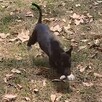 El noble gesto de Sabino De La Rosa, un chofer que detuvo su camión para salvar a la perrita 'Tomasa' en la vía Lagos-Guadalajara, conmueve a las redes.