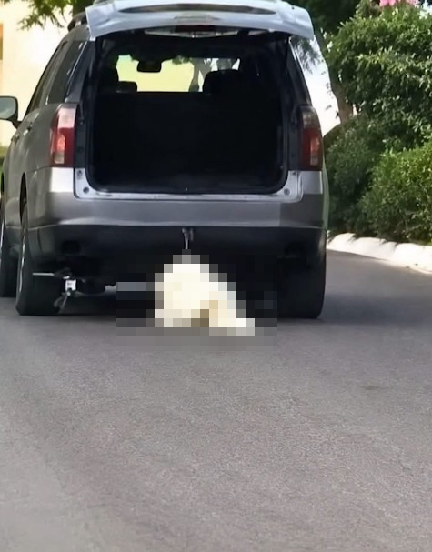 Se observa una camioneta en moviemitno y un perro color balnco en el suelo.