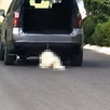 Se observa una camioneta en moviemitno y un perro color balnco en el suelo.