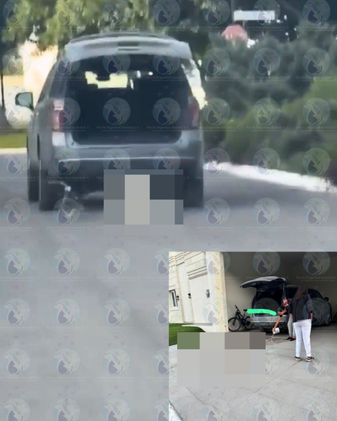 Dignidad Animal, reitero el seguimiento del caso y de los demás casos de maltrato animal que se lleguen a presentar en el estado
