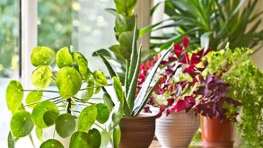 9 plantas para el Baño que Eliminan Malos Olores Naturalmente