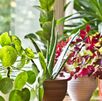 9 plantas para el Baño que Eliminan Malos Olores Naturalmente