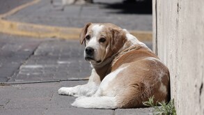 un perro acostado en una calle en un día soleado