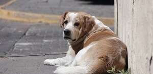 un perro acostado en una calle en un día soleado