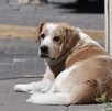 un perro acostado en una calle en un día soleado