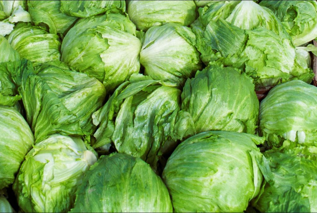 Lechuga Taylor Farm siendo investigada por la FDA por tener ciclosporiasis