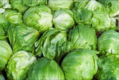 Lechuga Taylor Farm siendo investigada por la FDA por tener ciclosporiasis