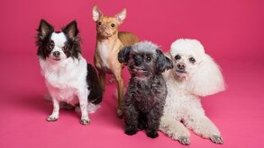 Te explicamos a detalle por qué se celebra el Día Mundial del Perro el 21 de julio de cada año y te dejamos algunas recomendaciones para que tu perro este sano.