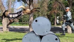 Guanajuato informa sobre el despliegue de caninos para la búsqueda de personas con la ayuda de la Guardia Nacional.