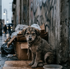 Suman 2 mil denuncias de maltrato animal en Nuevo León