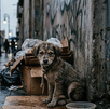 Suman 2 mil denuncias de maltrato animal en Nuevo León