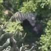 Tigre de bengala Kenzo