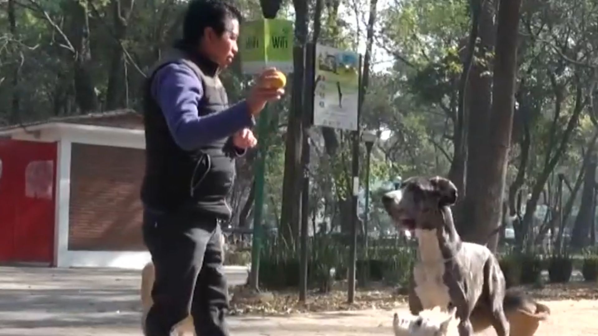 Más de 28 millones de perros sufren abandono en México. Analizamos las leyes contra el maltrato y el papel de los binomios caninos de rescate