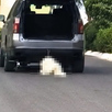 Se observa una camioneta en moviemitno y un perro color balnco en el suelo.