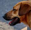 el rostro de un perro caramelo de perfil