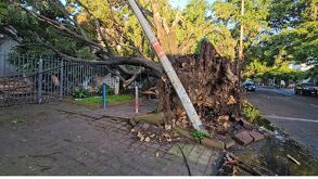 La tormenta de la madrugada dejó 93 árboles caídos en la ZMG. Guadalajara encabeza la lista de daños. Revisa el conteo y municipios afectados.