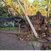 La tormenta de la madrugada dejó 93 árboles caídos en la ZMG. Guadalajara encabeza la lista de daños. Revisa el conteo y municipios afectados.