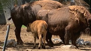 Se observan varios bisontes color café y hay uno más pequeño.