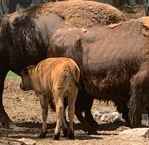 Se observan varios bisontes color café y hay uno más pequeño.