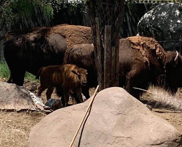El Museo del Desierto en Saltillo celebra el nacimiento de una cría de bisonte y dos borregos cimarrones. Conoce su próximo destino en Coahuila.