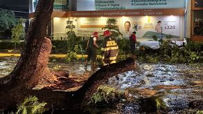Fuerte tormenta nocturna en Guadalajara provoca la caída de árboles, cierres viales y apagones. Revisa las zonas afectadas y los puntos de bloqueo.