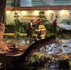 Fuerte tormenta nocturna en Guadalajara provoca la caída de árboles, cierres viales y apagones. Revisa las zonas afectadas y los puntos de bloqueo.