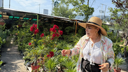 Las mejores plantas para resistir el calor extremo en Nuevo León / Especial.