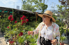 Descubre qué plantas resisten el calor extremo y la canícula en Nuevo León. Experto recomienda especies nativas, plantas de interior y tips de riego.