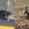 El noble gesto de Sabino De La Rosa, un chofer que detuvo su camión para salvar a la perrita 'Tomasa' en la vía Lagos-Guadalajara, conmueve a las redes.