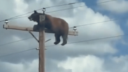 Reportan Oso en poste de Nuevo México / Especial.