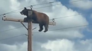Un oso murió electrocutado en un poste en Nuevo México. Autoridades señalaron que la multitud de personas tomándole fotos impidió que bajara a tiempo.