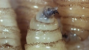 Así se ve una larva de Cochliomyia hominivorax, es decir, el gusano barrenador / Gobierno de México