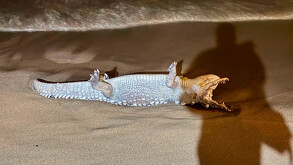 Cocodrilo muerto hallado presuntamente en Puerto Vallarta, a la orilla del mar.