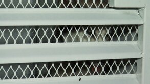 Perro Husky resguardado en una camioneta tras presuntamente haber sido violentado en Tlaquepaque