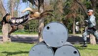 Guanajuato informa sobre el despliegue de caninos para la búsqueda de personas con la ayuda de la Guardia Nacional.