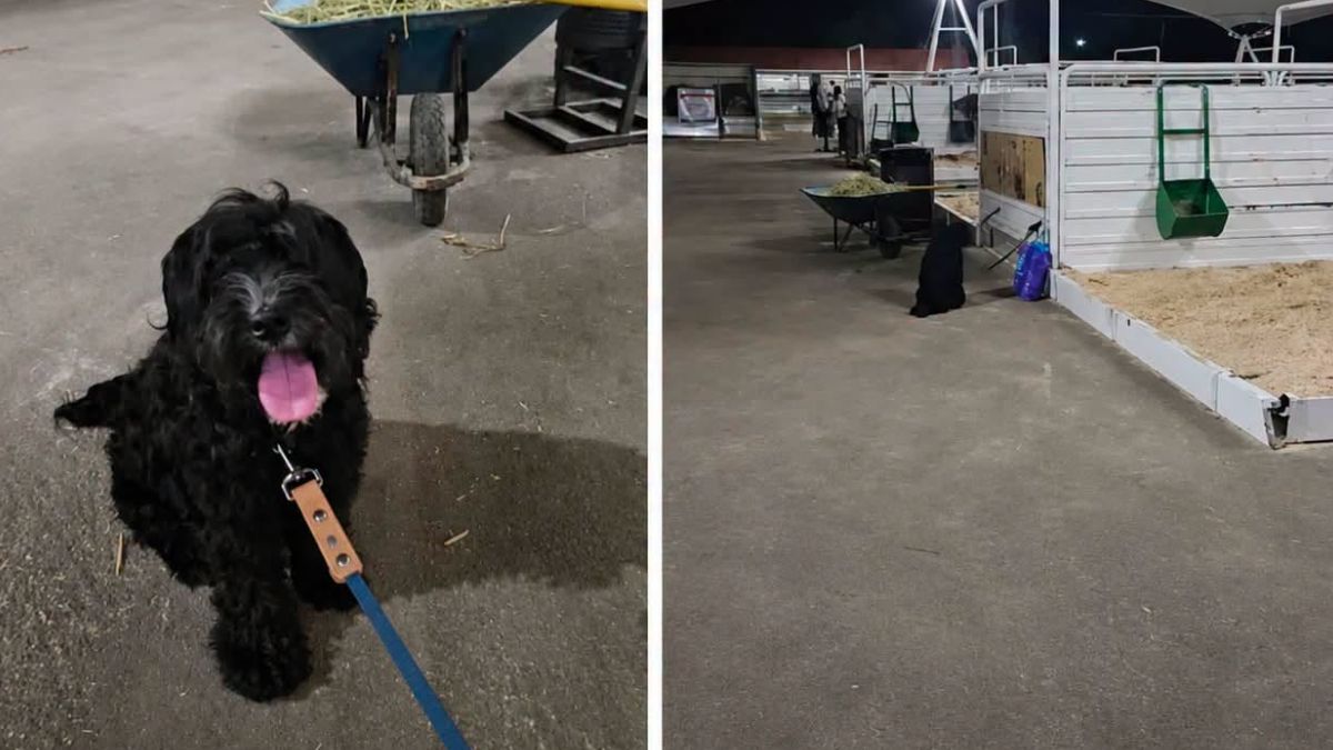 Toby, un perrito que recién había sido dado en adopción y fue abandonado en la Feria de Duranog.