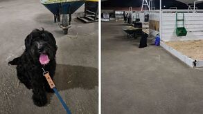 Toby, un perrito que recién había sido dado en adopción y fue abandonado en la Feria de Duranog.