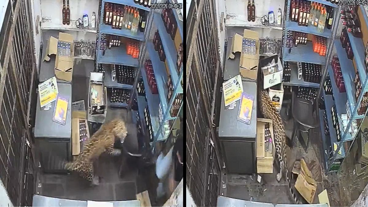 Un leopardo atacó a tres personas en India y terminó atrapado dentro de una licorería. Revisa los detalles del insólito operativo de captura.