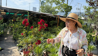 Descubre qué plantas resisten el calor extremo y la canícula en Nuevo León. Experto recomienda especies nativas, plantas de interior y tips de riego.