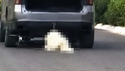 El perro no presenta fracturas y que únicamente sufrió lesiones en la piel, las cuales ya reciben tratamiento.