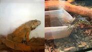 Profepa asegura 20 ejemplares de fauna silvestre en Durango, incluyendo tigres de Bengala y reptiles en riesgo por comercio ilegal.